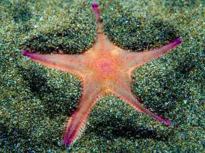 burrowing-starfishjpg